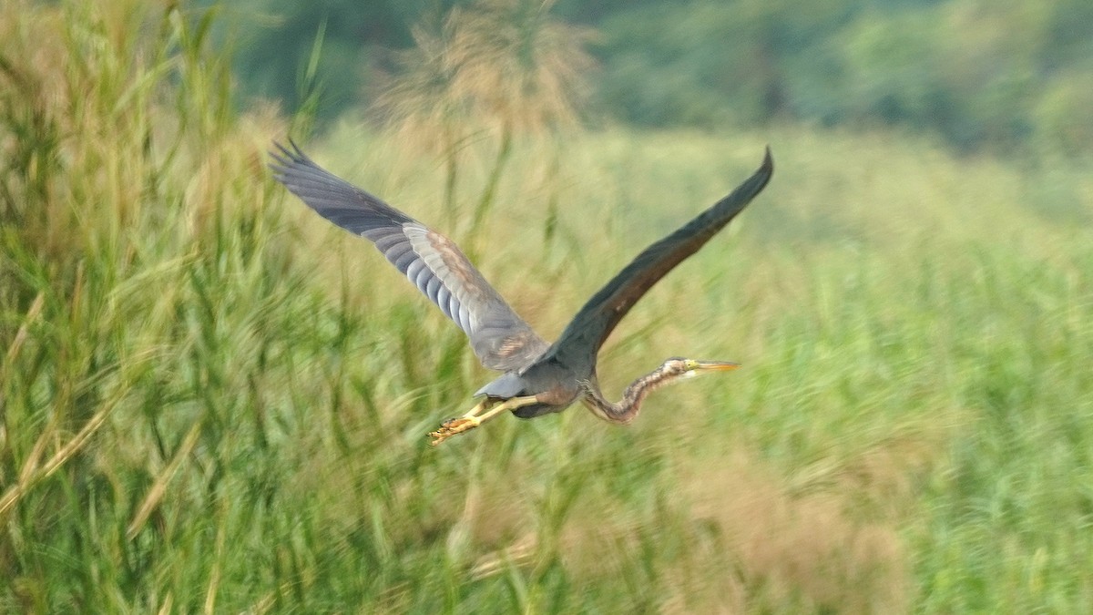 Purple Heron - ML644144238