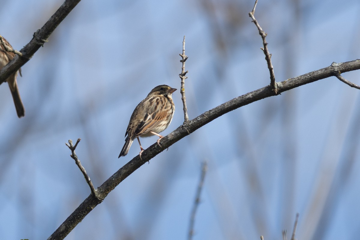 稀樹草鵐 - ML644144242
