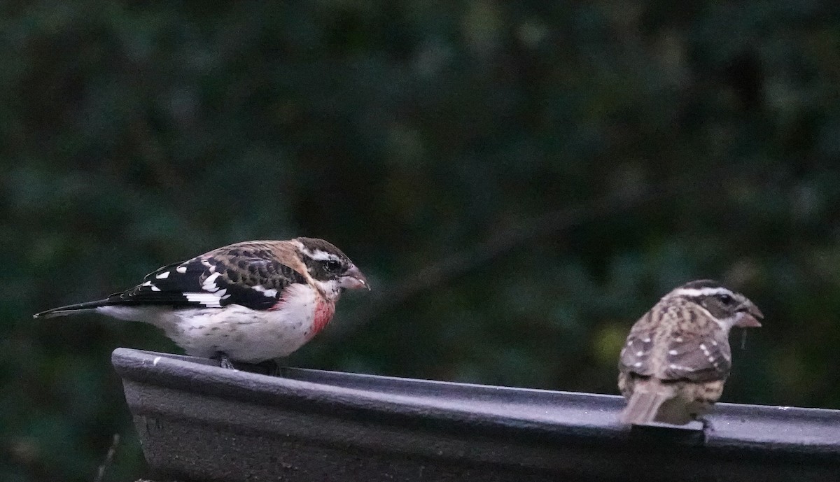 Rose-breasted Grosbeak - ML644144243