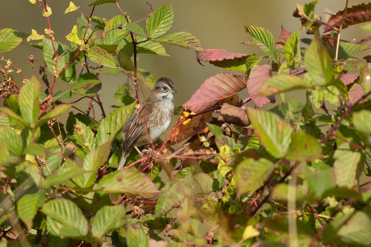Swamp Sparrow - ML644144250