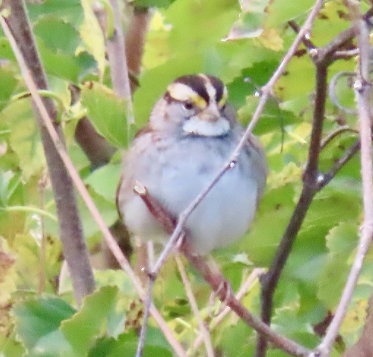 White-throated Sparrow - ML644144262