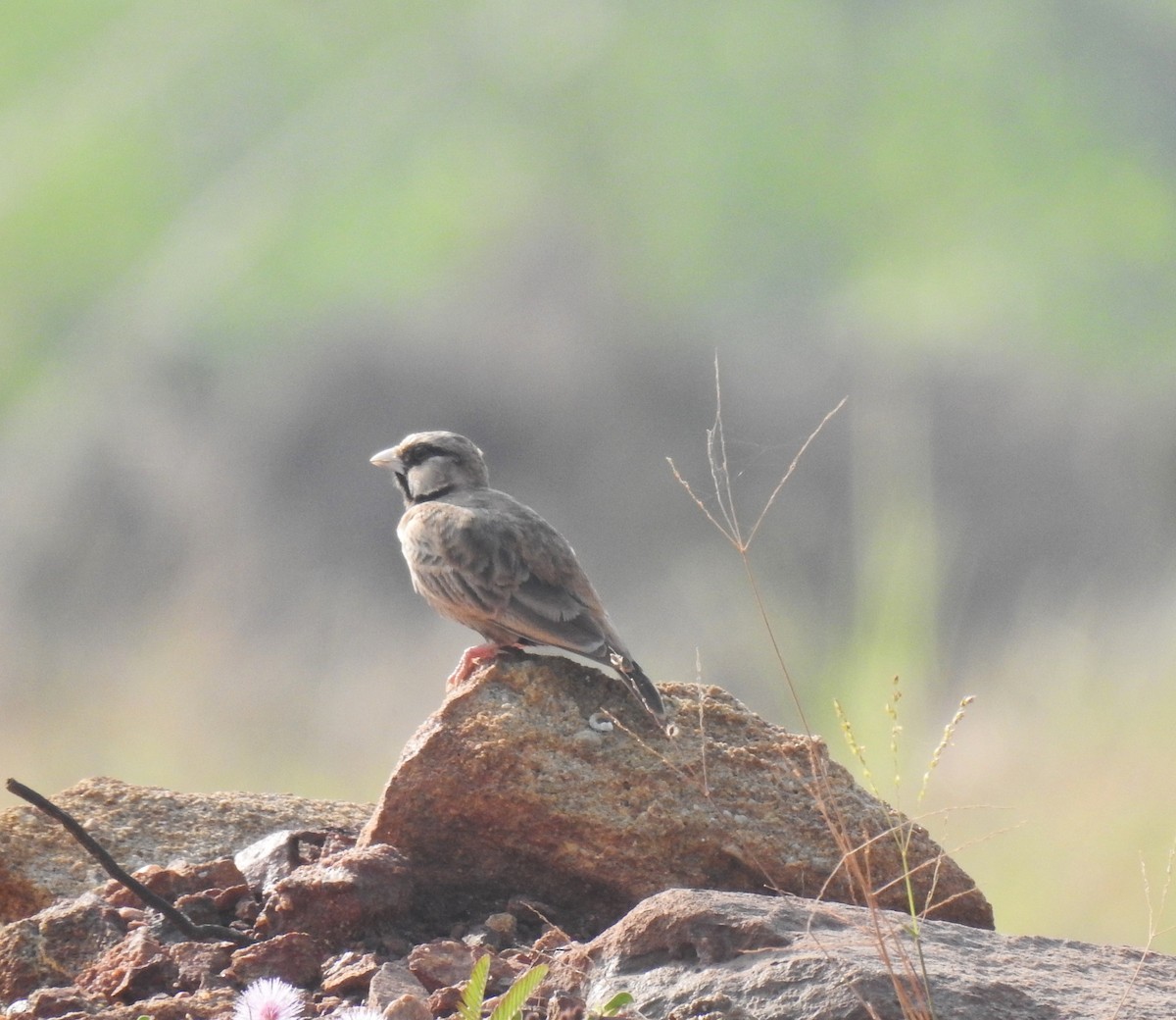 Ashy-crowned Sparrow-Lark - ML644144263