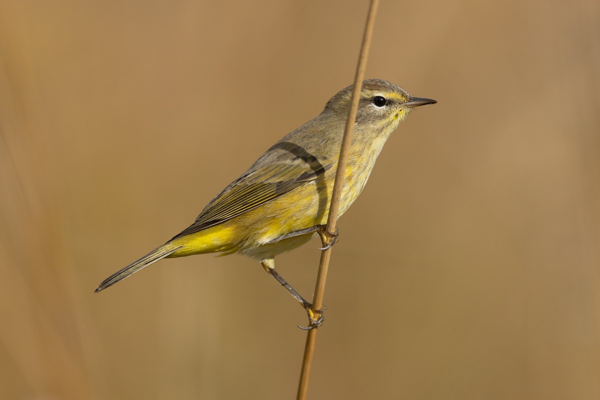 Palm Warbler - ML644144264