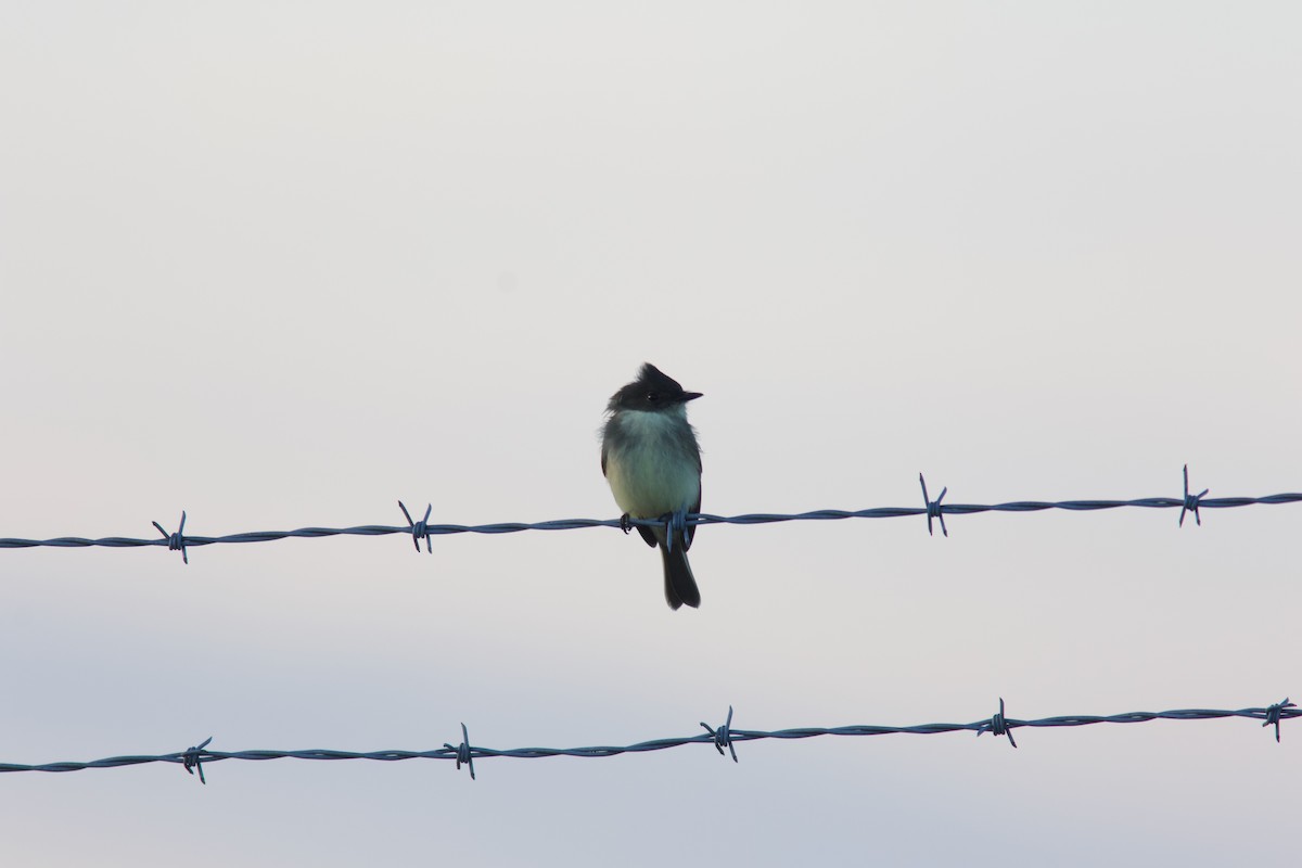Eastern Phoebe - ML644144265