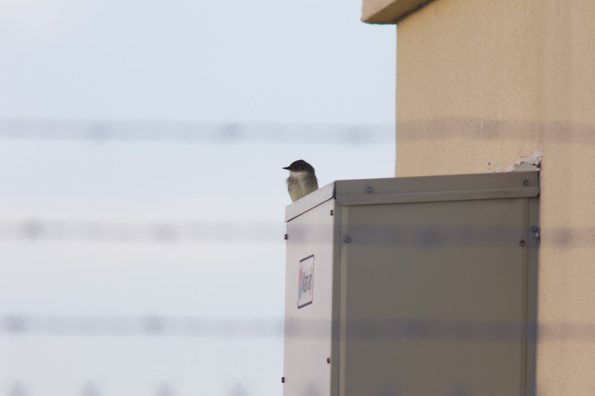 Eastern Phoebe - ML644144266