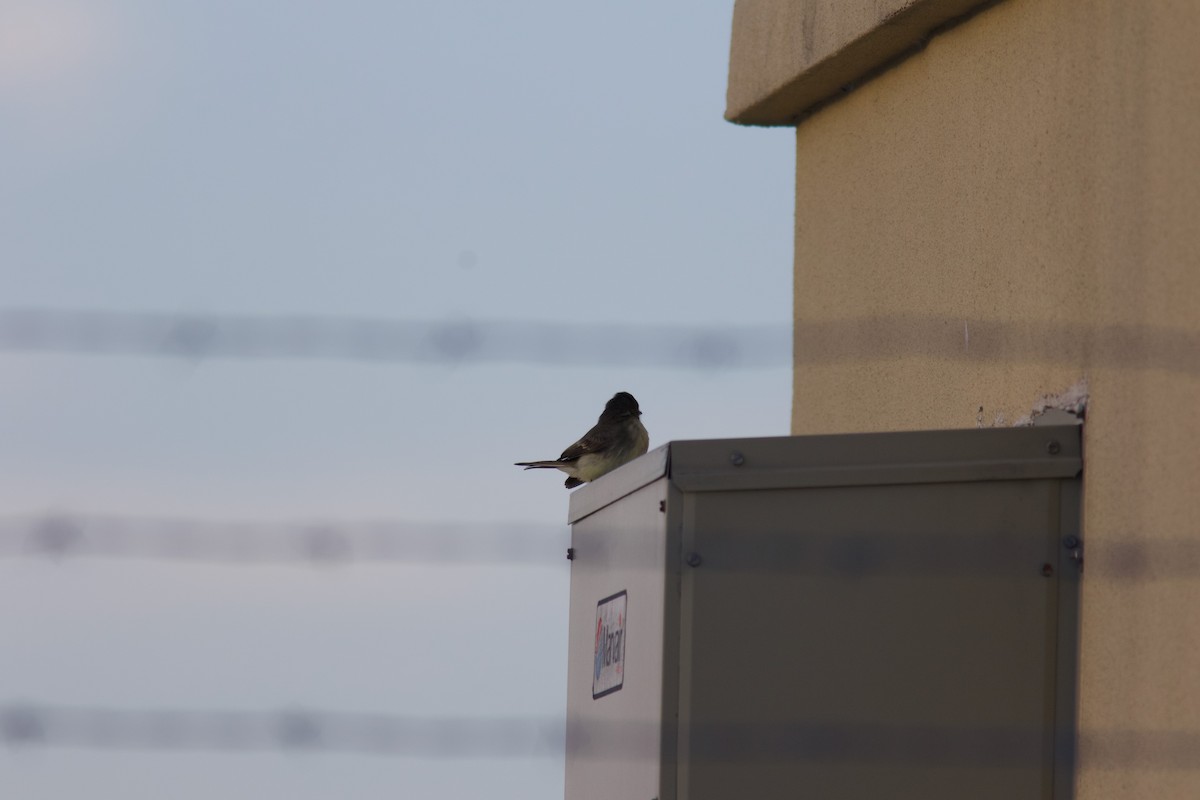 Eastern Phoebe - ML644144267