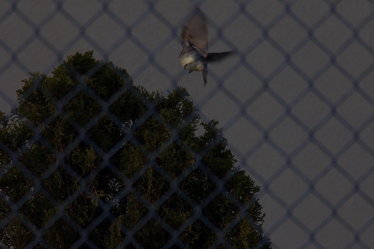 Eastern Phoebe - ML644144268