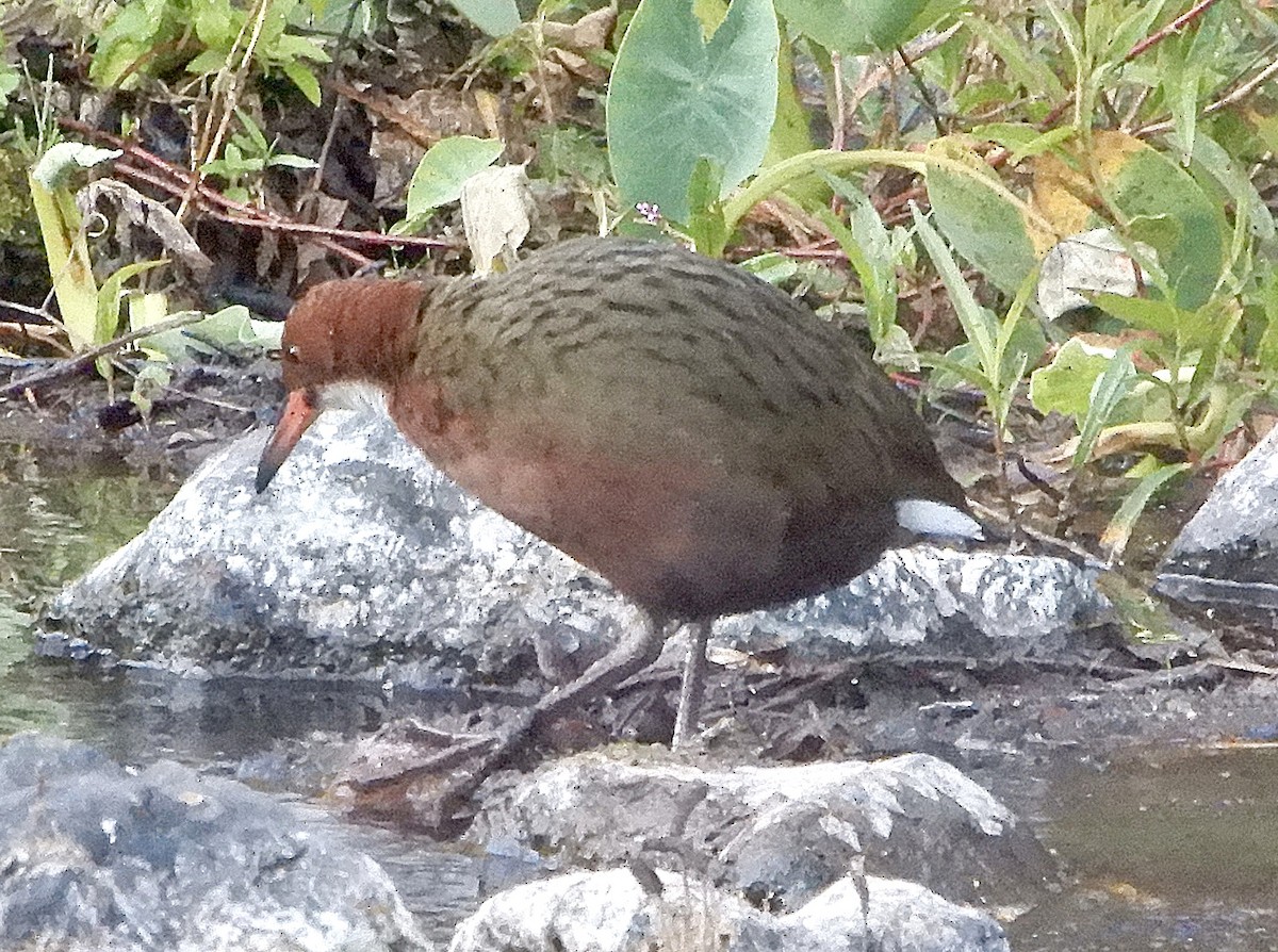 White-throated Rail - ML644144274