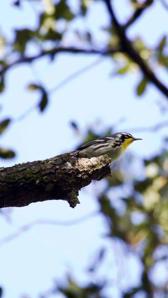 Yellow-throated Warbler - ML644144276