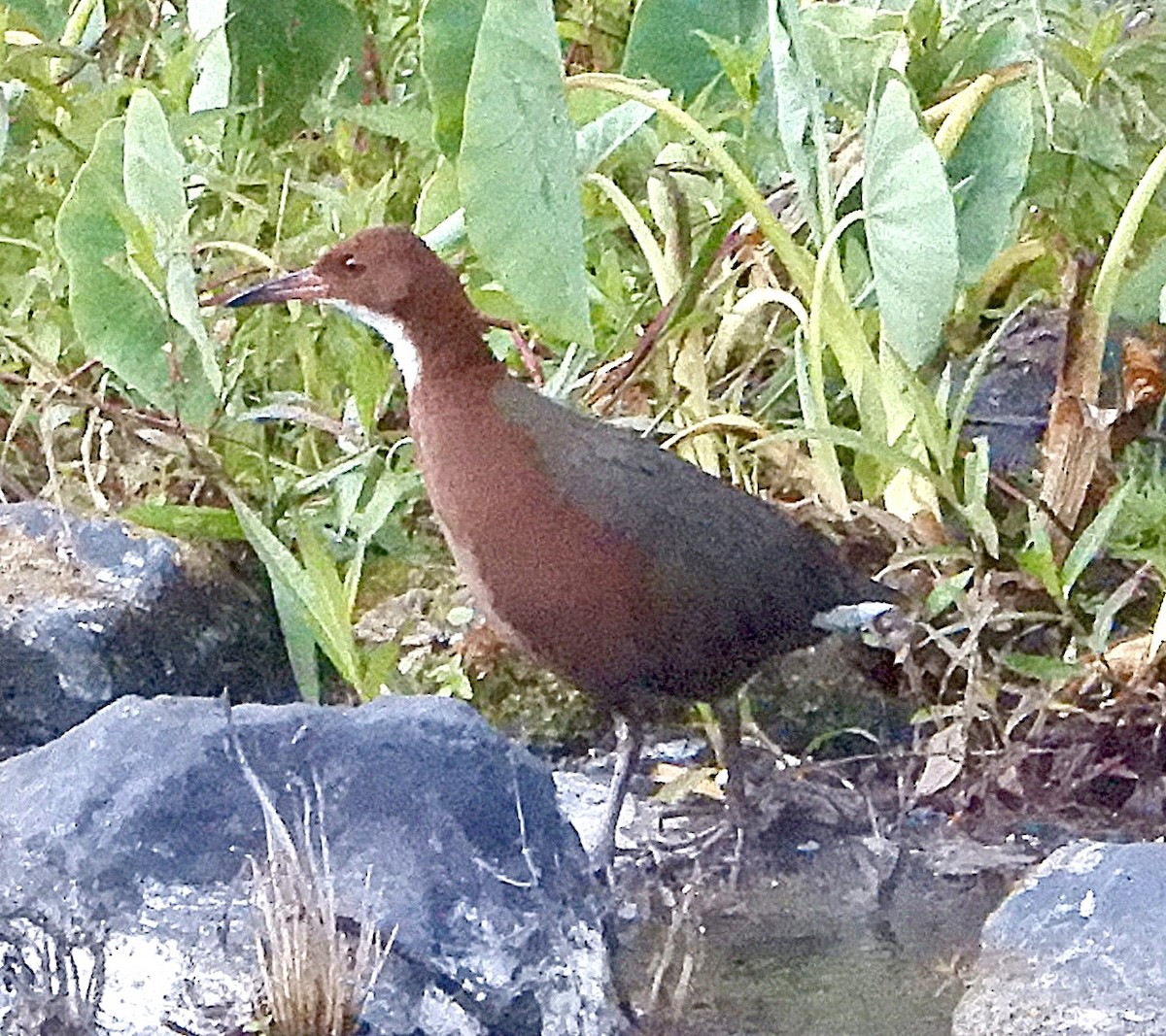 White-throated Rail - ML644144282