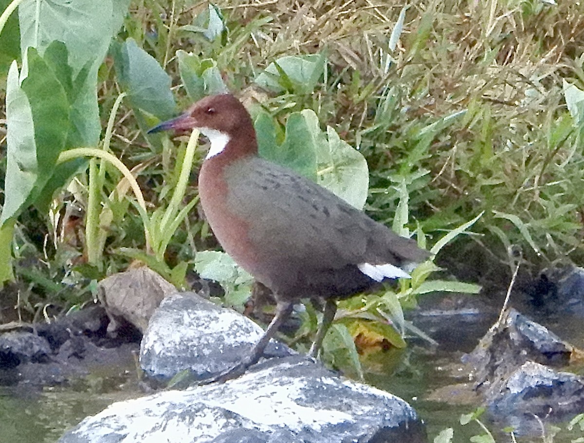 White-throated Rail - ML644144283