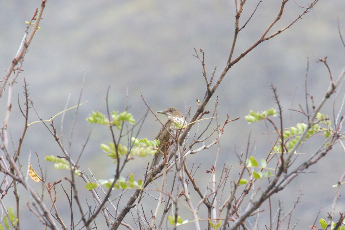 Marañon Thrush - ML644144295