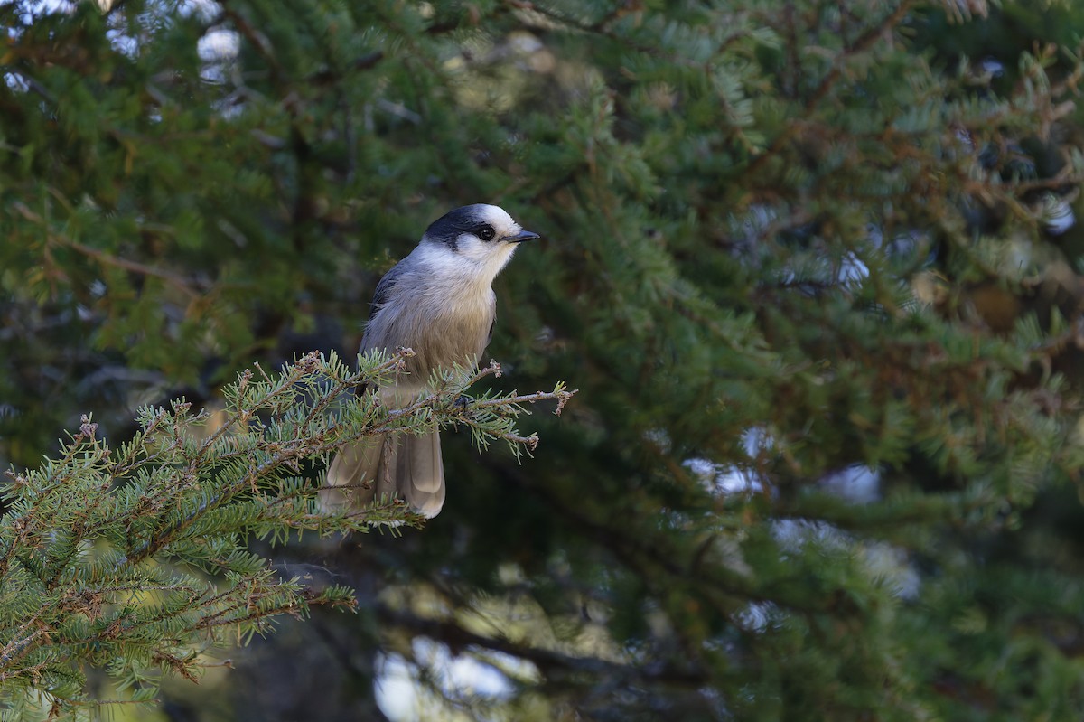 Canada Jay - ML644144302