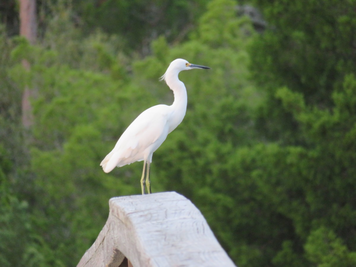 Snowy Egret - ML644144303
