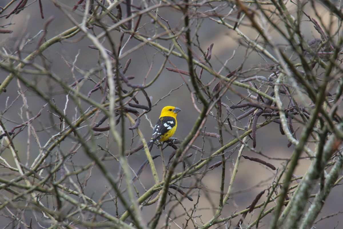 Golden Grosbeak - ML644144307