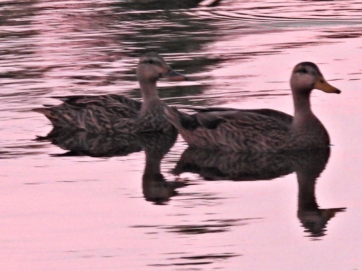 Mallard x Mottled Duck (hybrid) - ML644144310