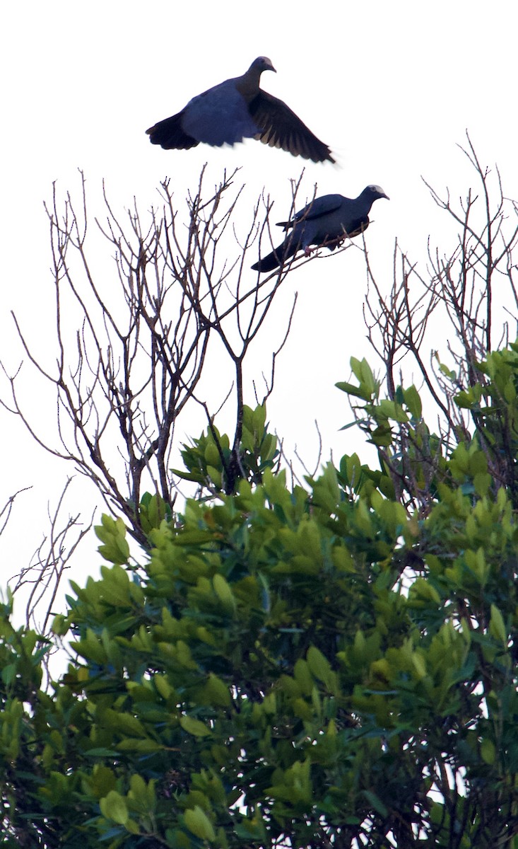 White-crowned Pigeon - ML644144313