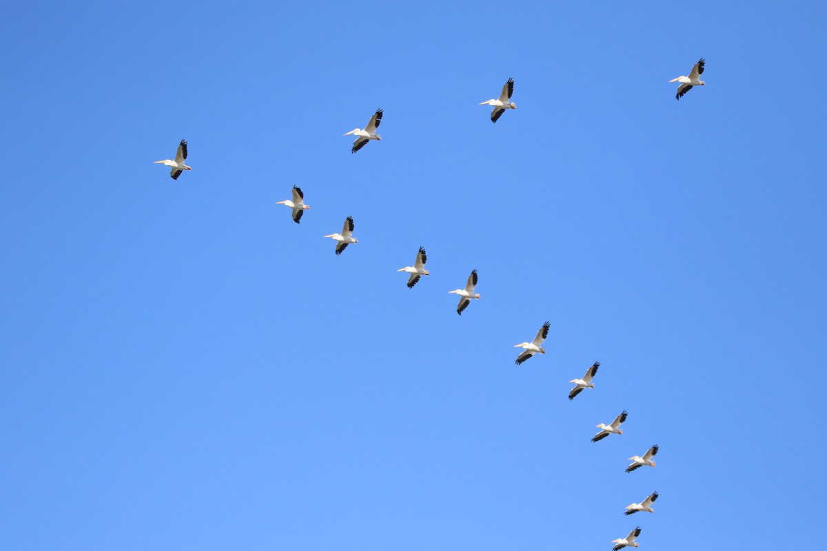 American White Pelican - ML644144317