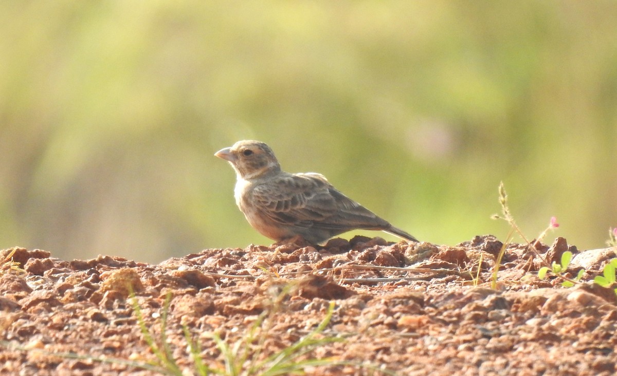 Ashy-crowned Sparrow-Lark - ML644144319