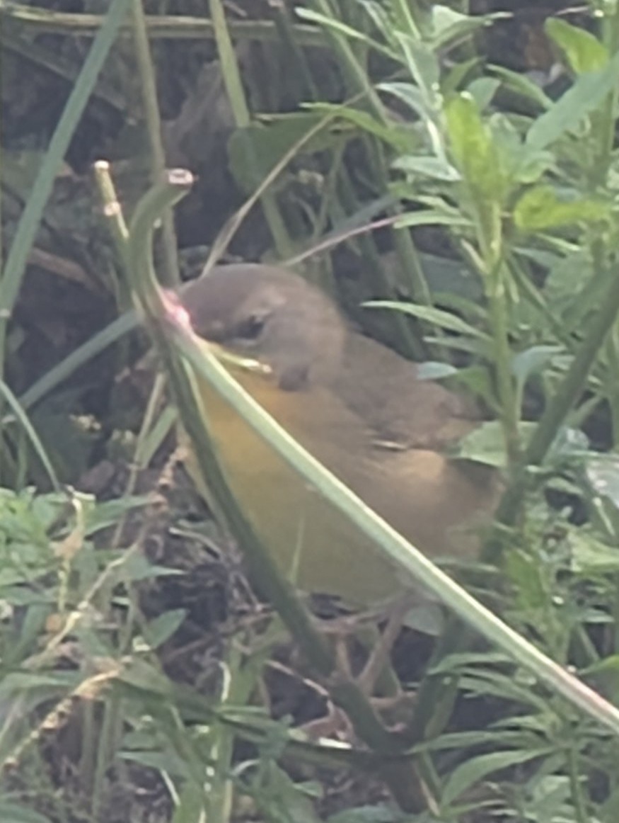 Common Yellowthroat - ML644144320