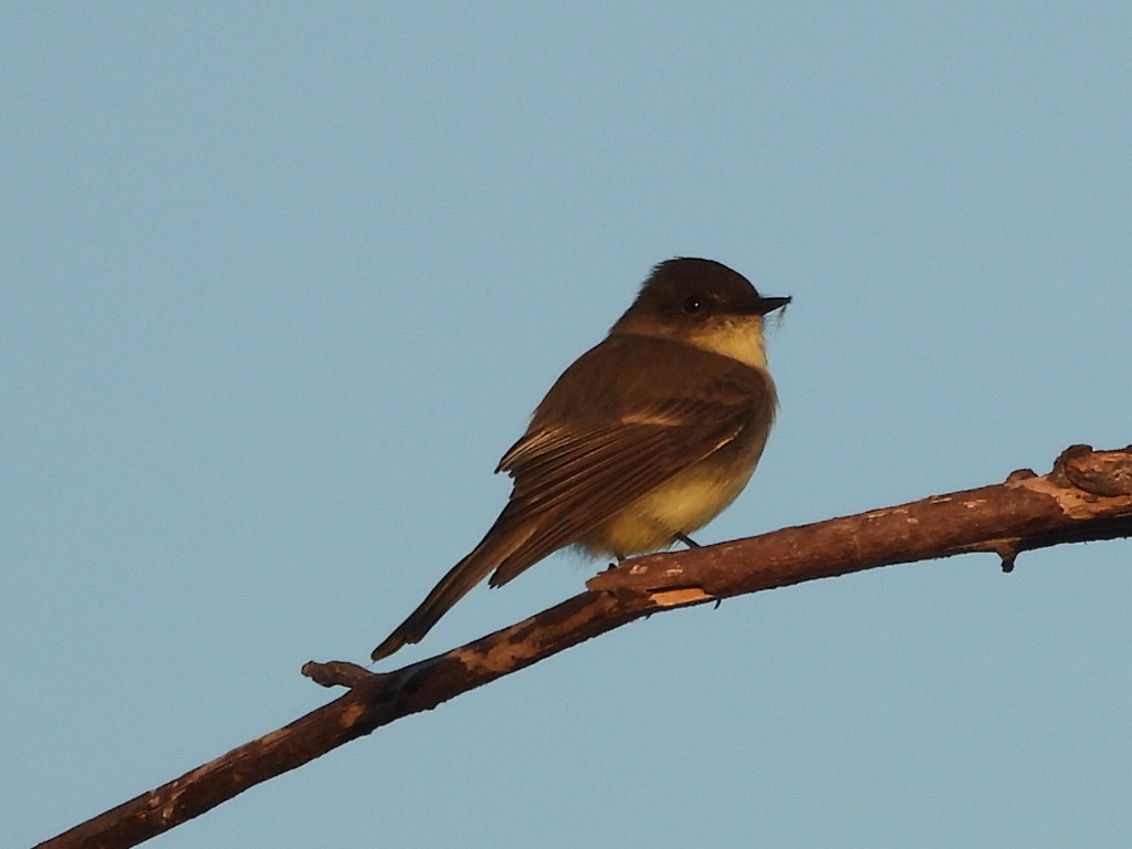 Eastern Phoebe - ML644144334