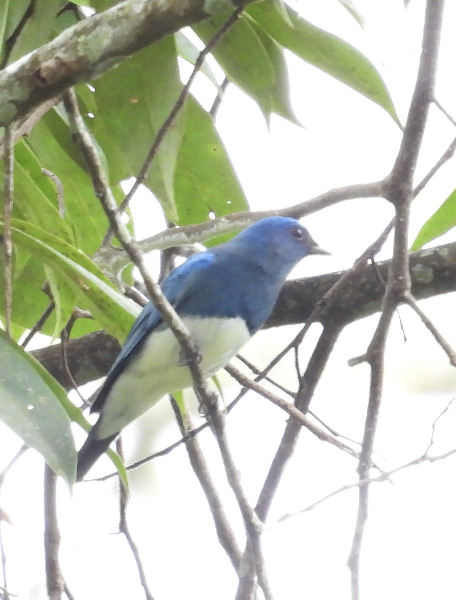 Zappey's Flycatcher - ML644144342