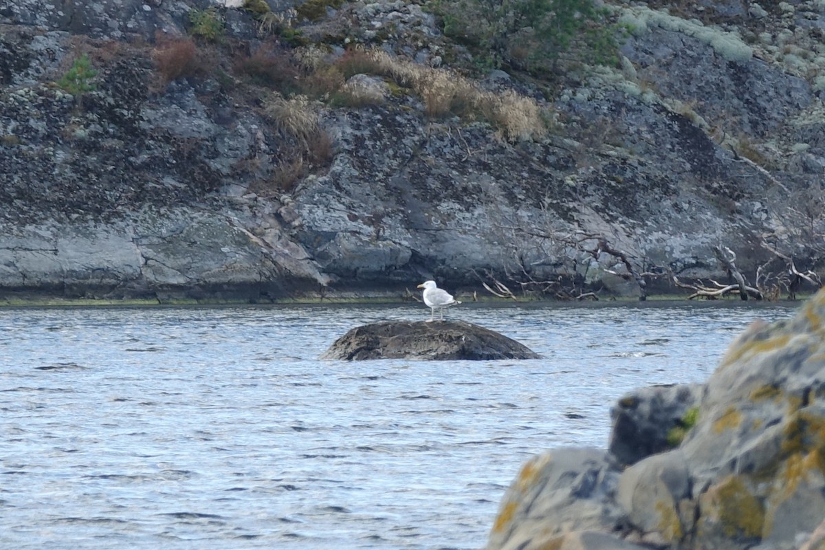 European Herring Gull - ML644144350