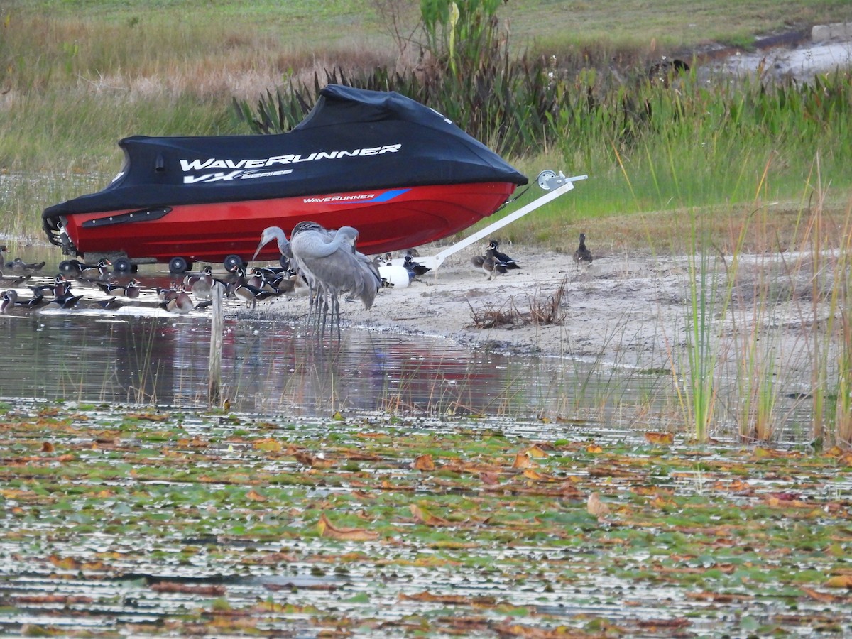 Орог тогоруу - ML644144360