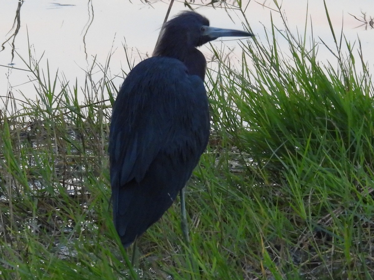 Little Blue Heron - ML644144367