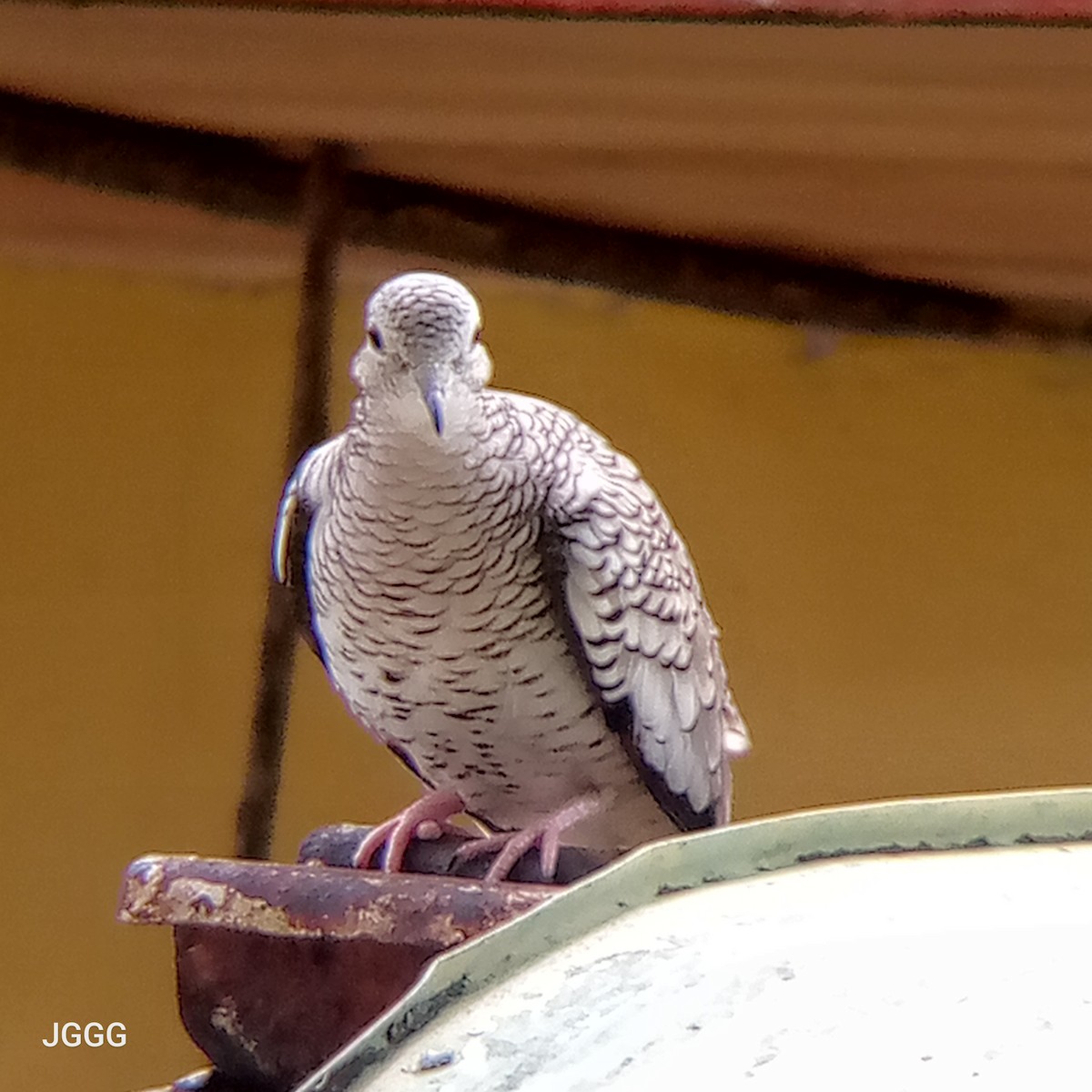 Scaled Dove - ML644144377