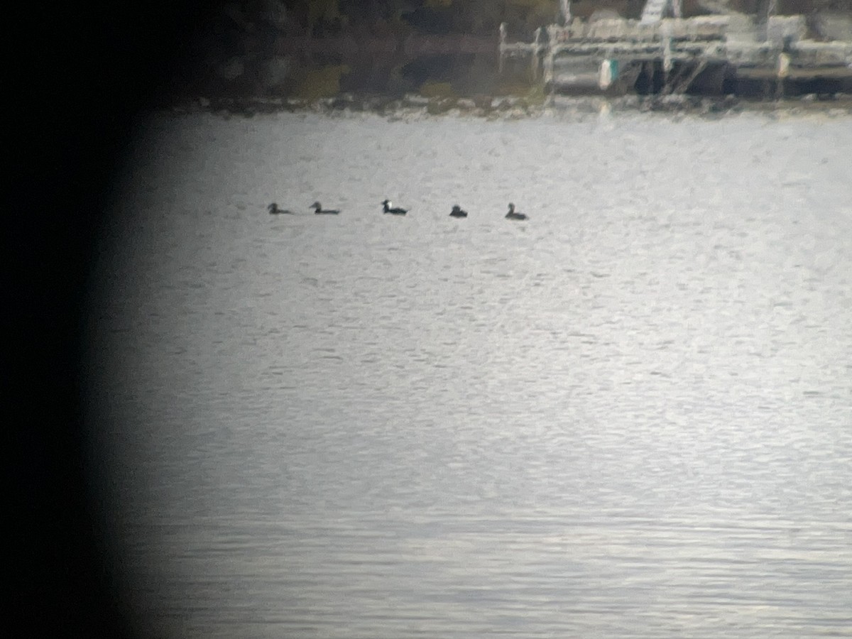 Surf Scoter - ML644144378