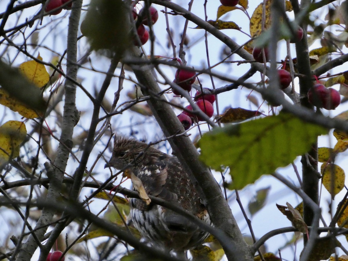 Ruffed Grouse - ML644144391