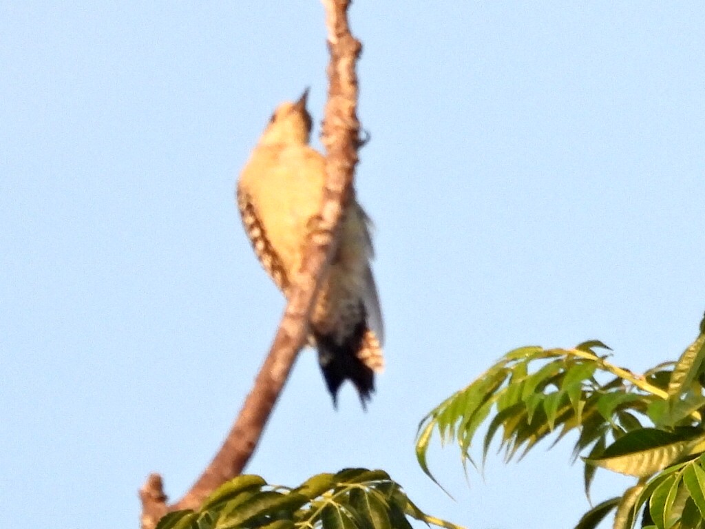 Red-bellied Woodpecker - ML644144392
