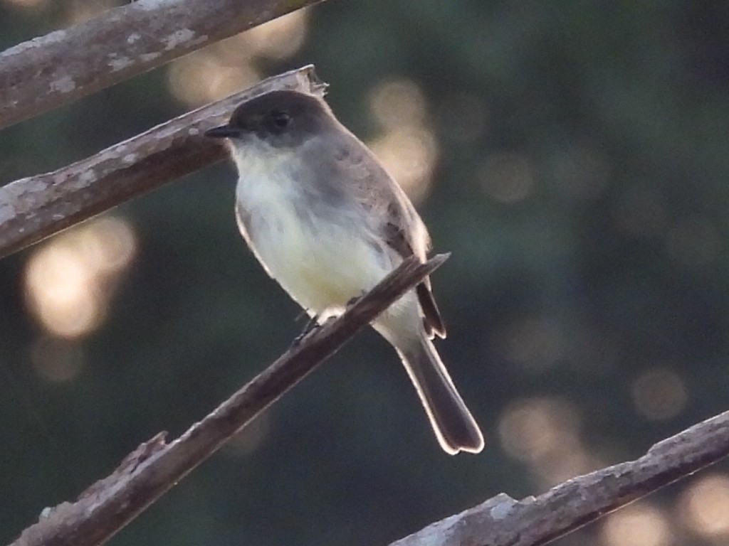 Eastern Phoebe - ML644144401