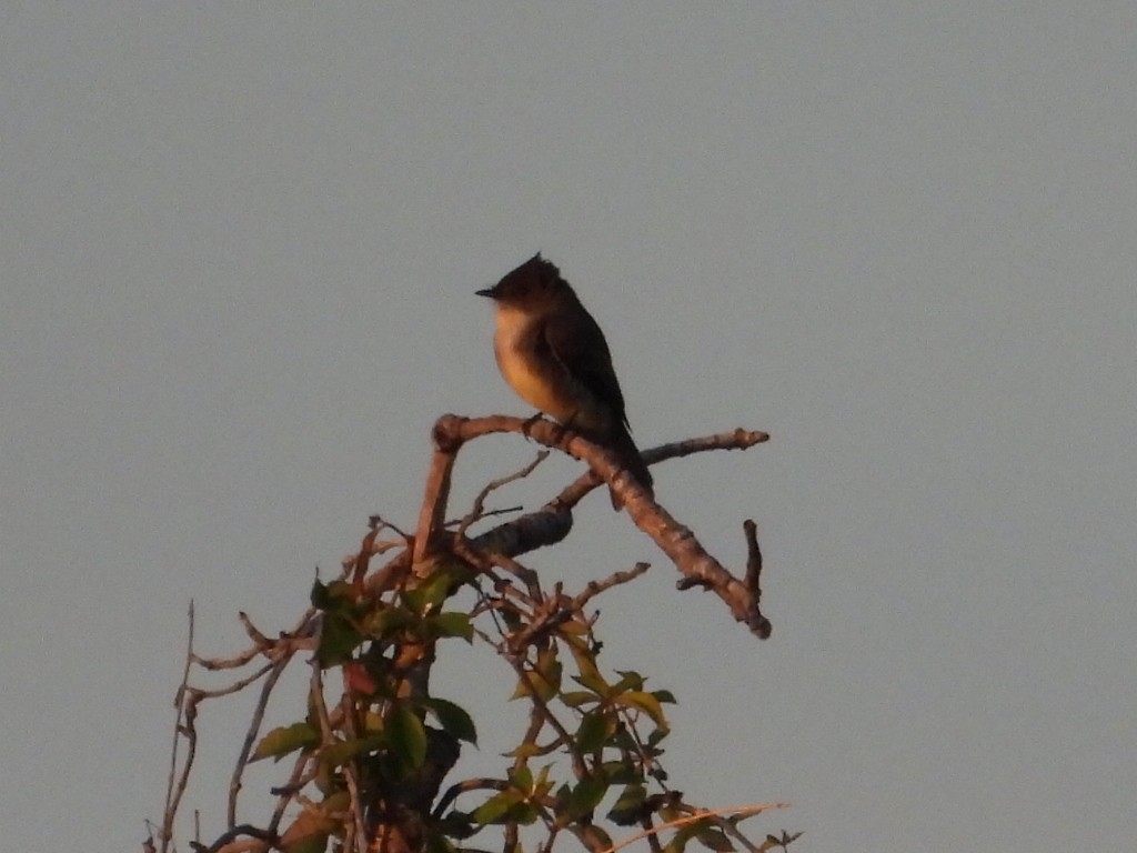 Eastern Phoebe - ML644144405