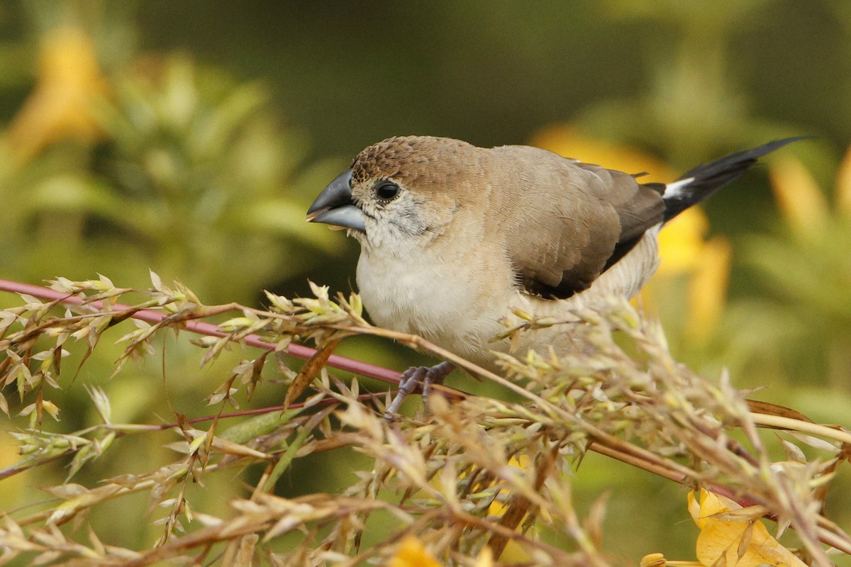 Indian Silverbill - ML644144413