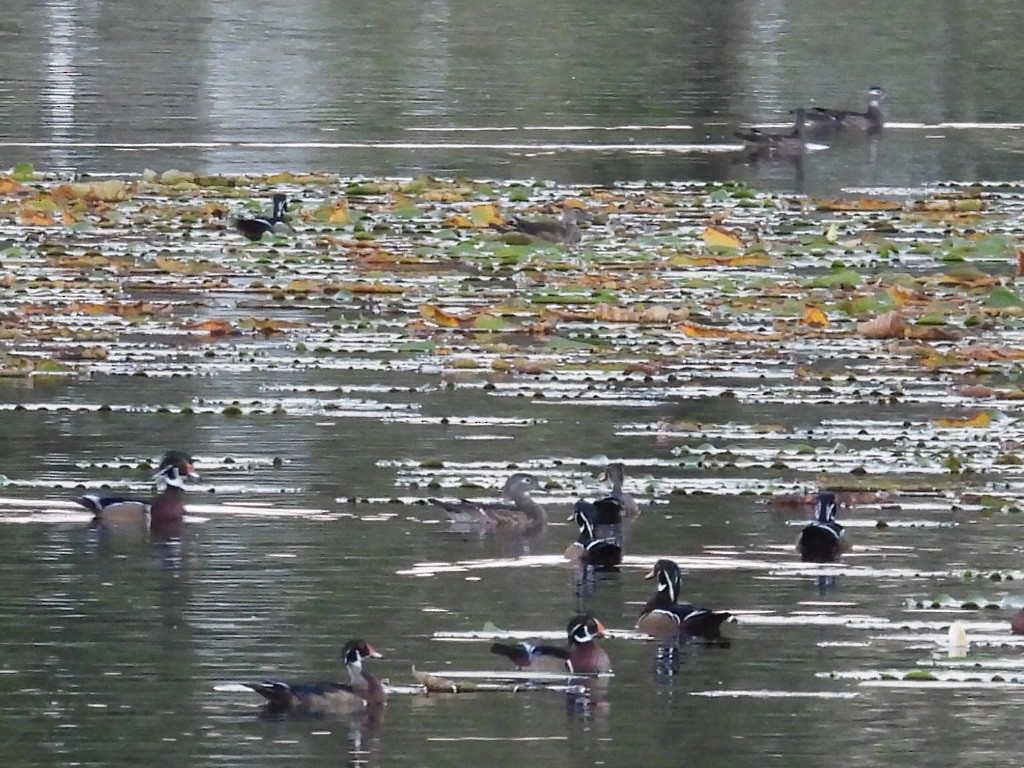 Wood Duck - ML644144414