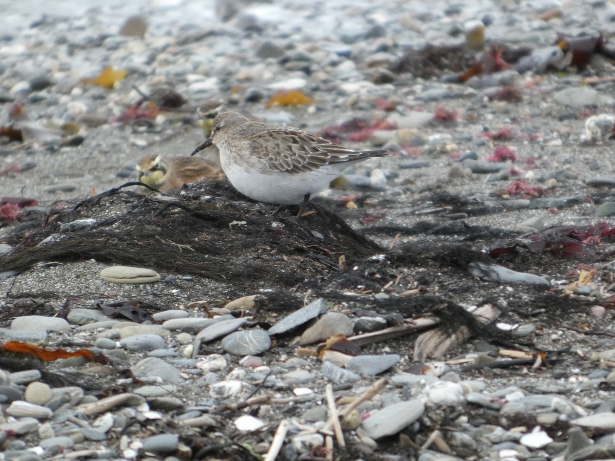 White-rumped Sandpiper - ML644144417