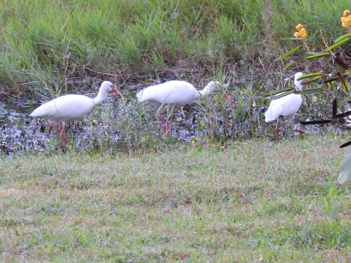 White Ibis - ML644144430