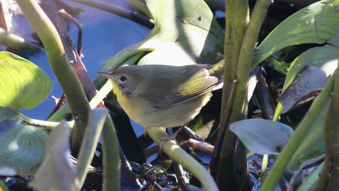 Common Yellowthroat - ML644144437