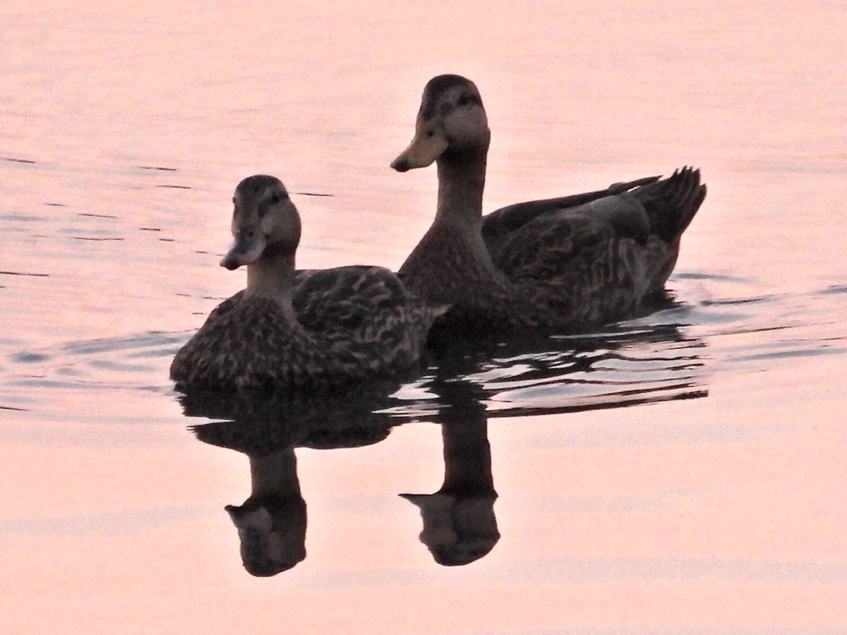 Mallard x Mottled Duck (hybrid) - ML644144438