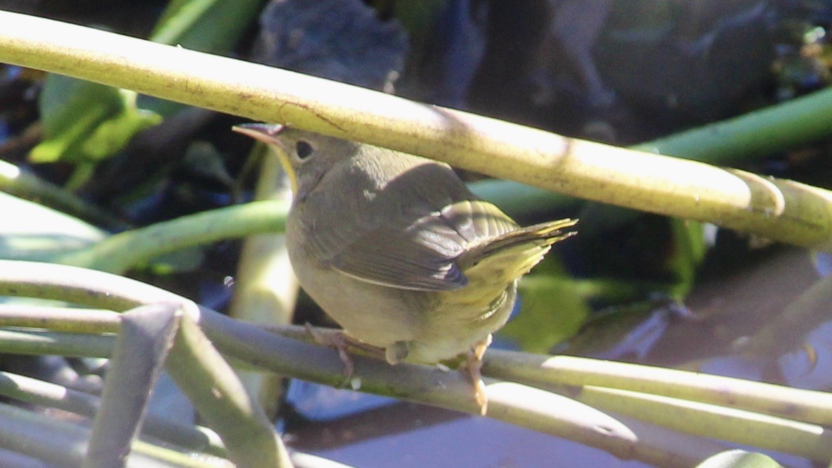 Common Yellowthroat - ML644144443