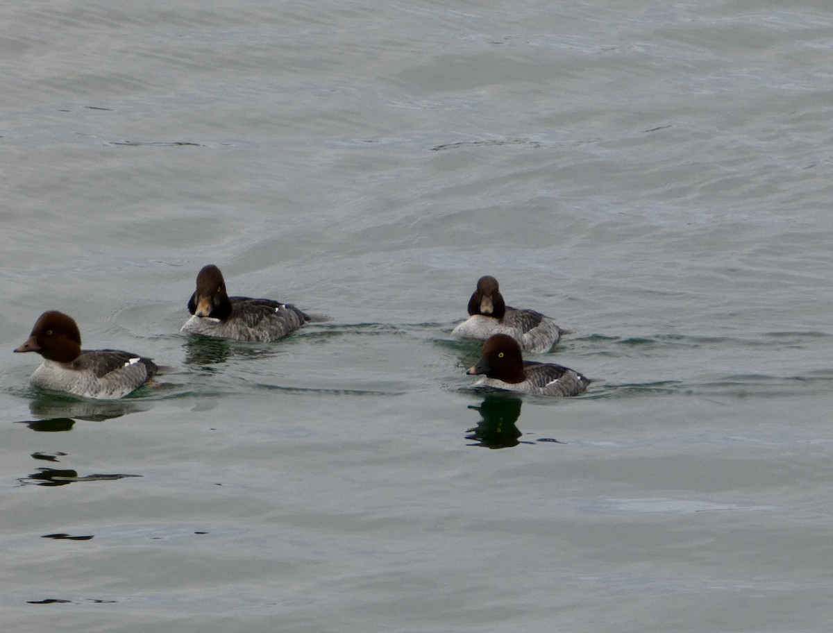 鵲鴨 - ML644144444