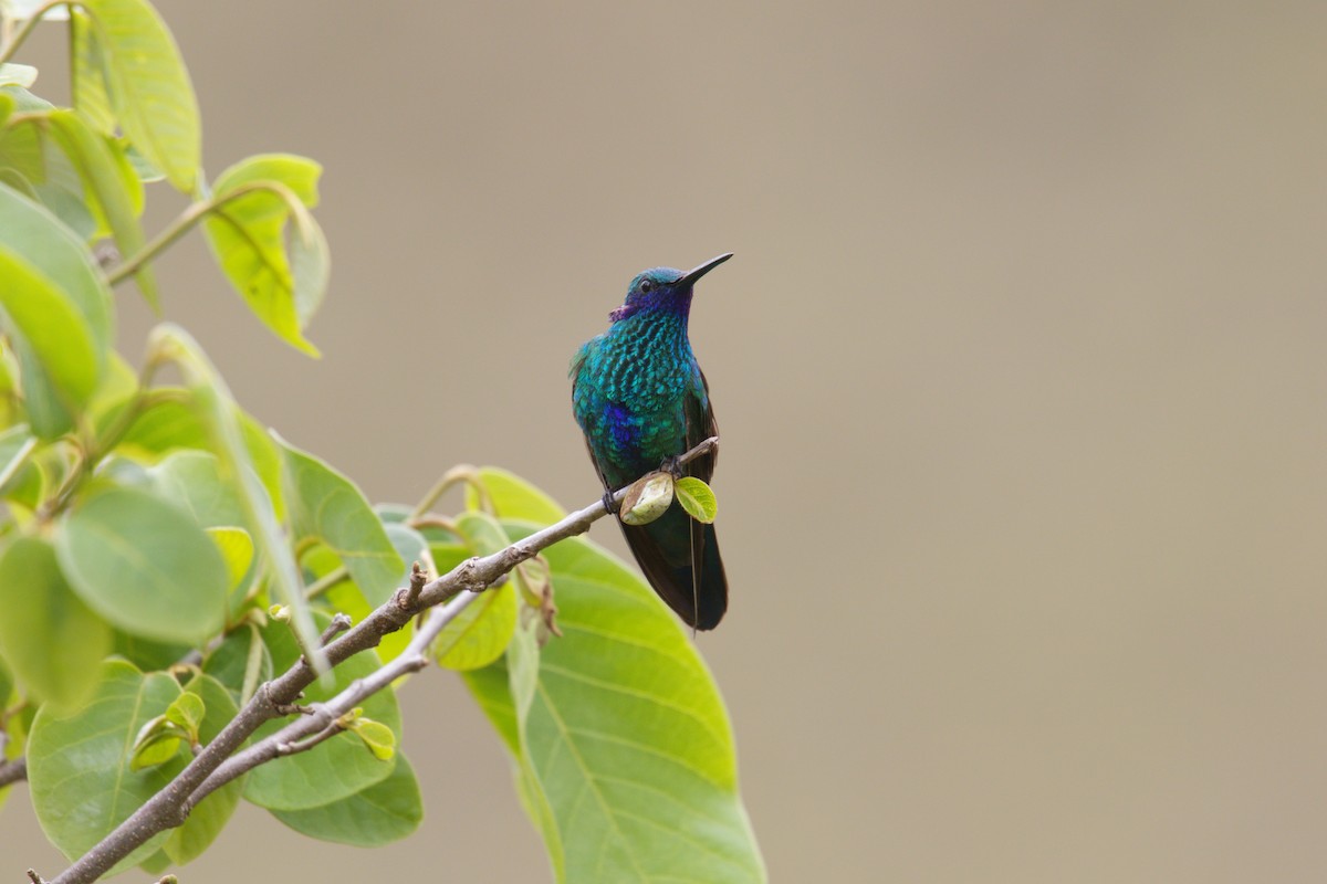 Sparkling Violetear - ML644144445