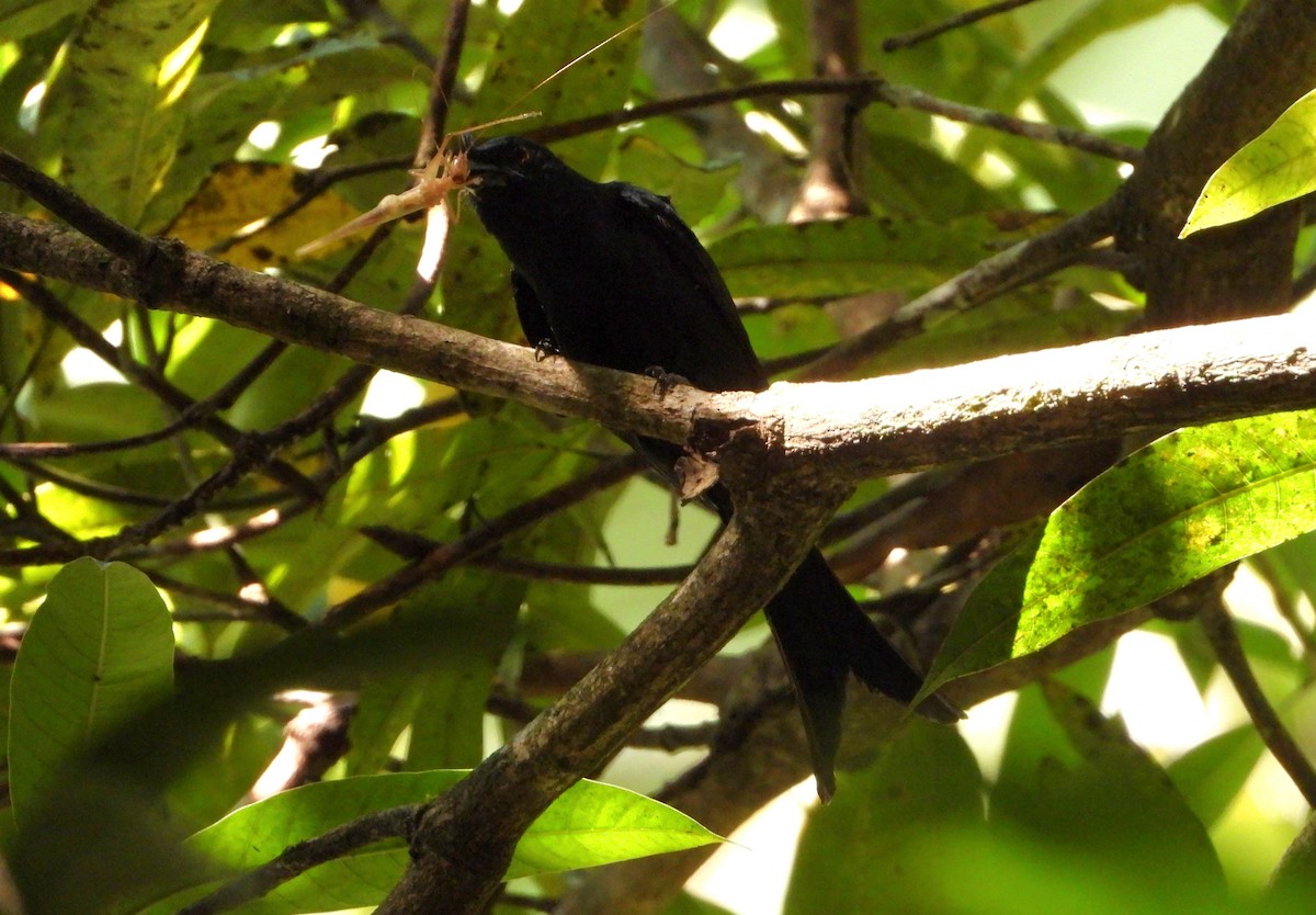 Crested Drongo - ML644144446