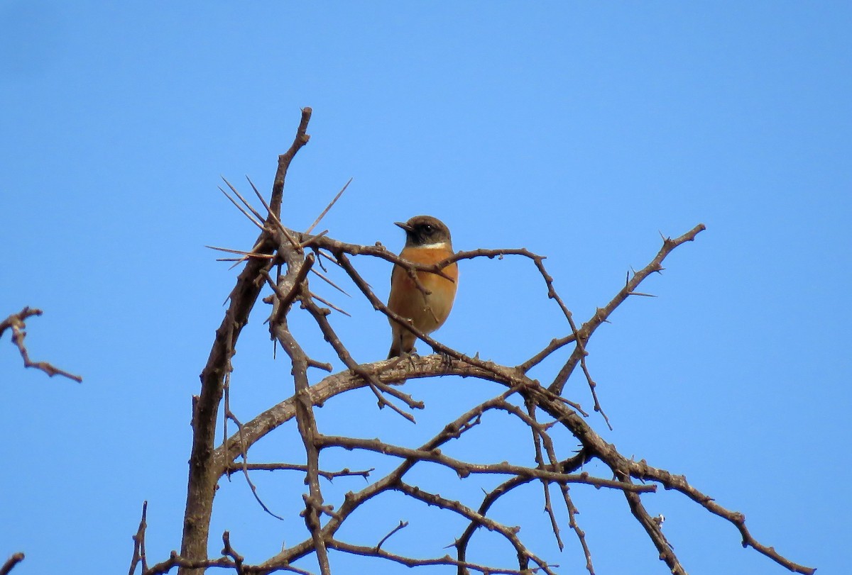 European Stonechat - ML644144447