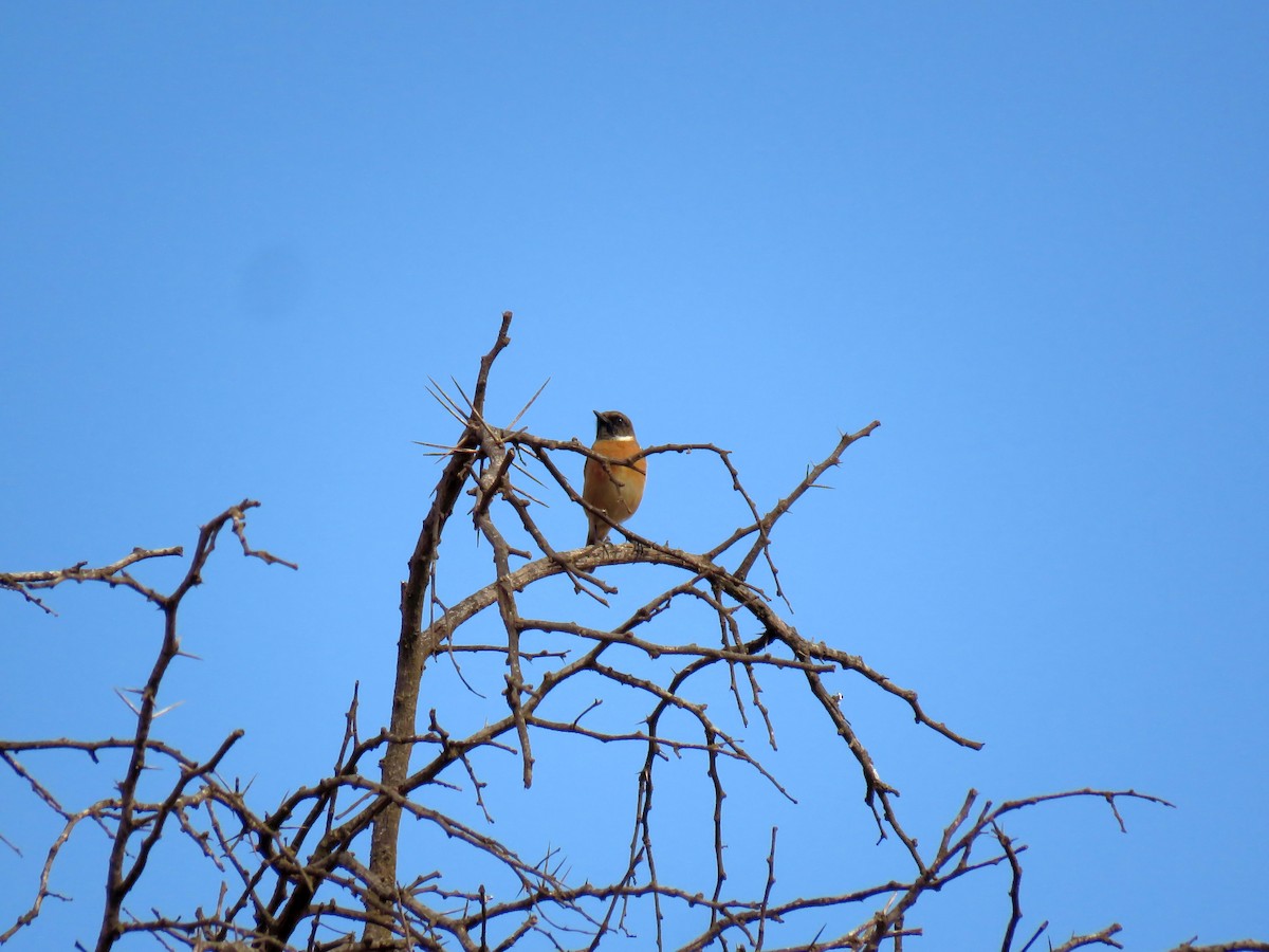 European Stonechat - ML644144448