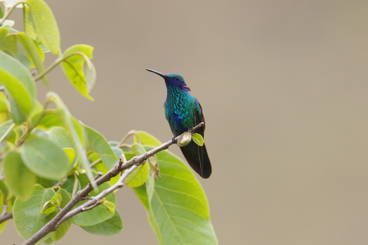 Sparkling Violetear - ML644144449