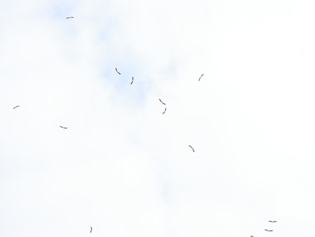 White Stork - ML644144450