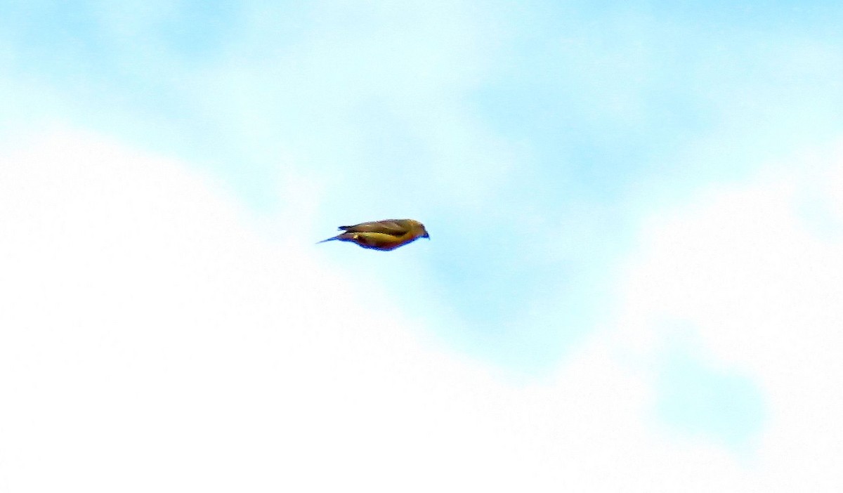 Red Crossbill (North African) - ML644144451